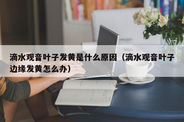 滴水观音叶子发黄是什么原因（滴水观音叶子边缘发黄怎么办） 